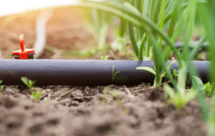 nahaufnahme-tropfleitung-zwischen-pflanzen