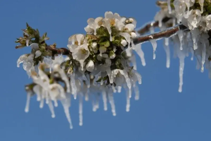 Kirschblueten mit frost eis – Verlegung einer Gartenbewässerung