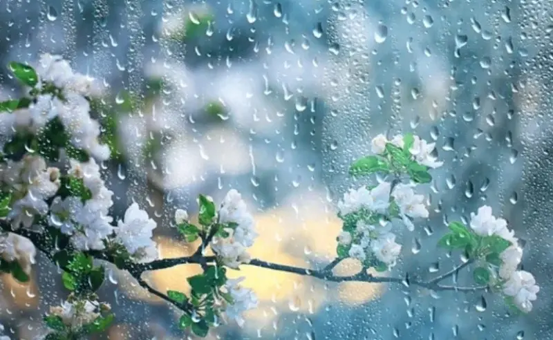 Regen im garten – Verlegung einer Gartenbewässerung