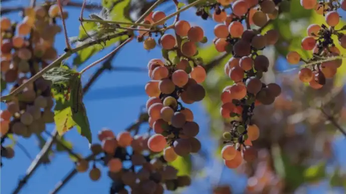 weinreben-am-rebstock-vor-blauem-sonnigen-himmel