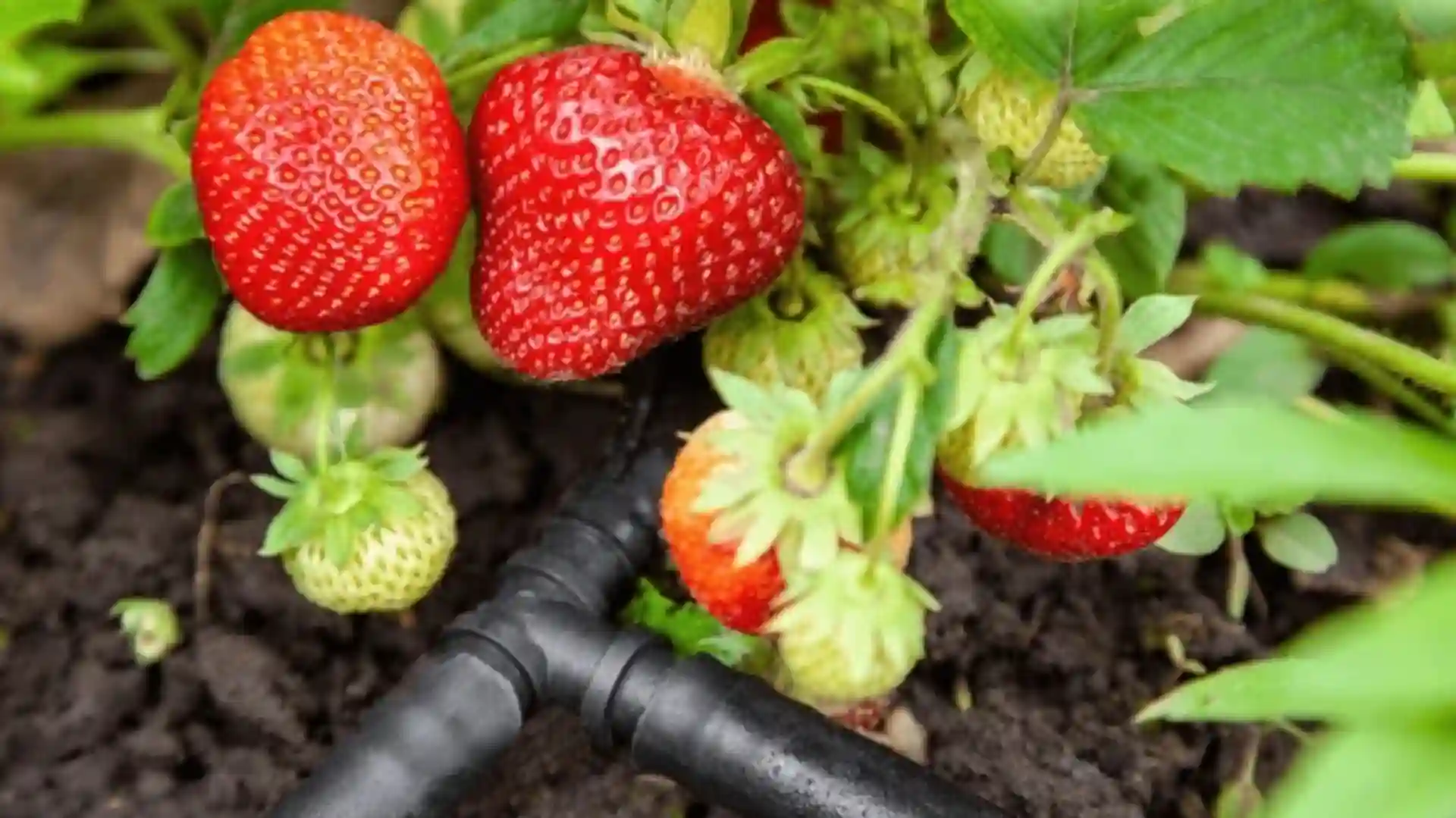 frische-erdbeeren-im-beet-mit-tropfbewaesserung