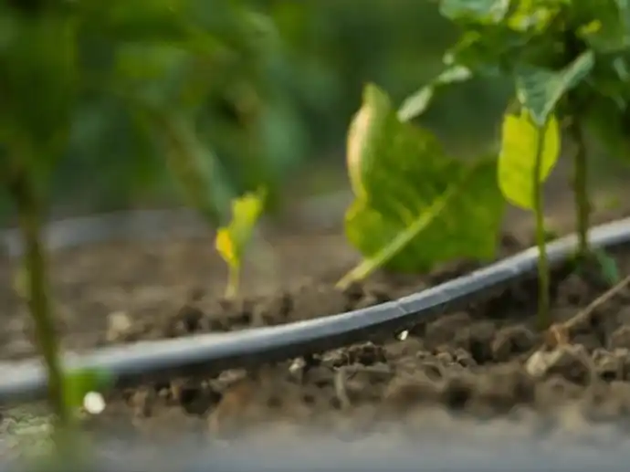 Tropfbewässerung im Hochbeet für Tomaten