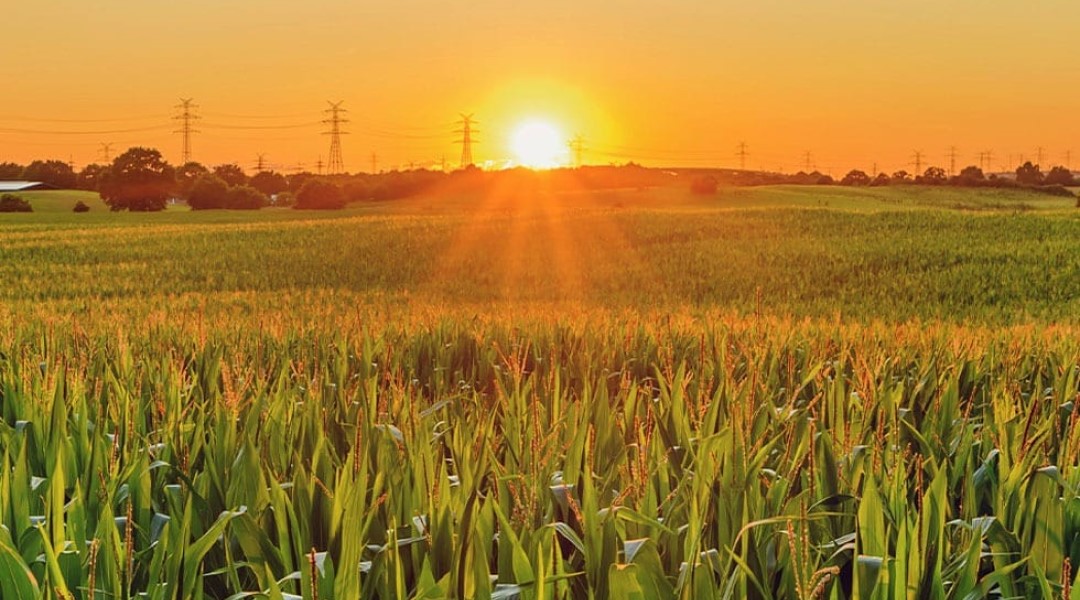 bewaesserung-landwirtschaft-feld-mais