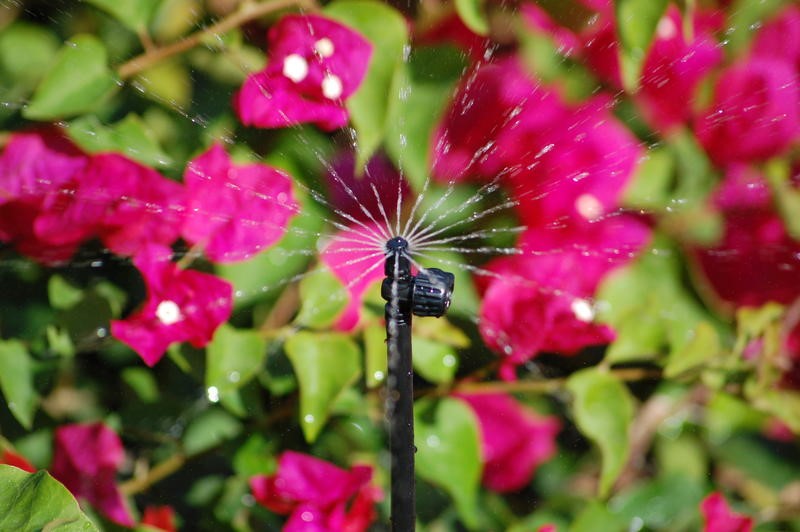 mikrosprüher im beet beäwssert blumen