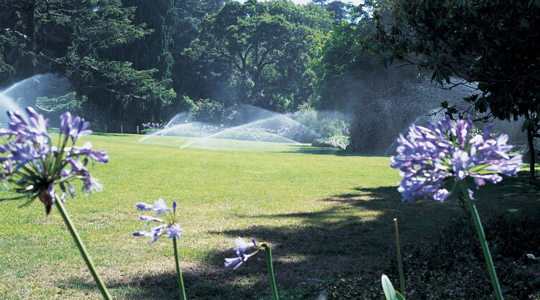 regner im garten vor bäumen hinter blumen beregnen eine rasenfläche